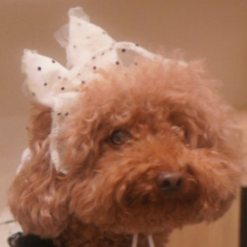Odette – Dreamy Lace & Polka Dots Dress and Hat for Pet