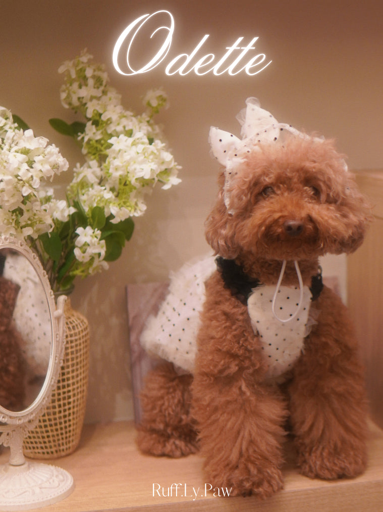Odette – Dreamy Lace & Polka Dots Dress and Hat for Pet