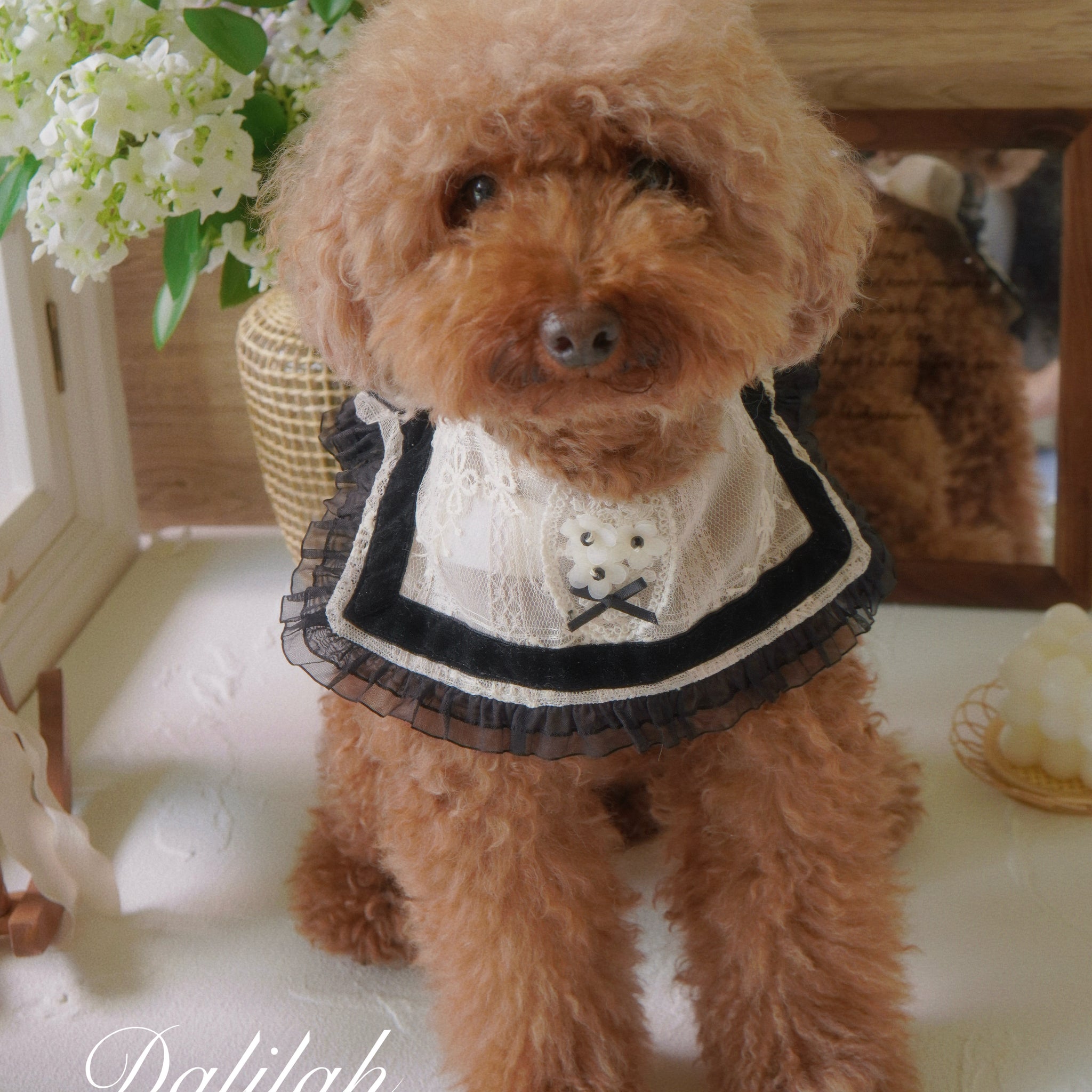 Dalilah Lace Collar for Pet
